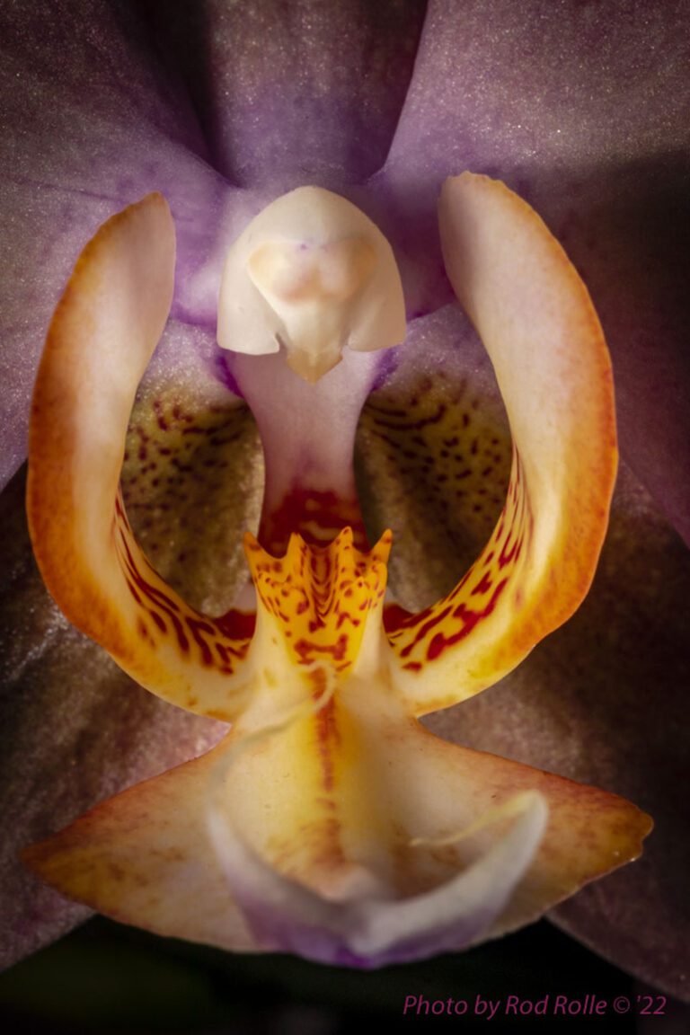 Rod Flower